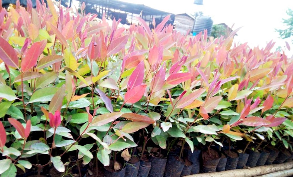 Naturebased solutions for restoration of Uganda’s degraded land